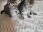 Luna - Bengal Kitten For Sale - 