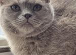 Kiki - British Shorthair Kitten For Sale - New York, NY, US