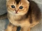 Oreo - Scottish Fold Kitten For Sale - Jacksonville, FL, US