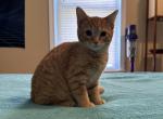 Price Drop on Orange Kitten for Sale - Siberian Kitten For Sale - West Springfield, MA, US