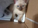 Siamese Litter - Siamese Kitten For Sale - Albany, NY, US