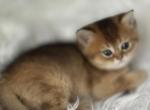 Jello - Scottish Straight Kitten For Sale - Jacksonville, FL, US