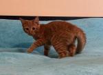 Price Drop on Beautiful Orange Siberian - Siberian Kitten For Sale - West Springfield, MA, US