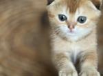 Luna - Scottish Fold Kitten For Sale - Jacksonville, FL, US