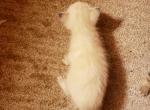 Smokey - Siamese Kitten For Sale - Portland, OR, US