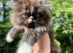 Truman  Male black and white Persian - Persian Kitten For Sale - Gadsden, AL, US