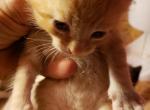 Peaches - Siamese Kitten For Sale - Portland, OR, US