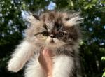 Chamberlain  Male Harlequin Persian - Persian Kitten For Sale - Gadsden, AL, US