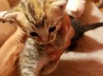 Stripey - Siamese Kitten For Sale - Portland, OR, US