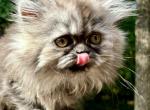 Luna Pearl Silver Smoke ticked Persian - Persian Kitten For Sale - Gadsden, AL, US