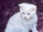 Scottish males - Scottish Fold Kitten For Sale - Springfield, MA, US