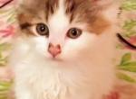 3 Adorable Maine Coon Kittens - Maine Coon Kitten For Sale - Parachute, CO, US