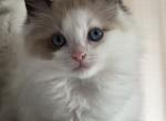 Milo - Ragdoll Kitten For Sale - Mount Morris, IL, US