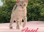 TICA Registered Female - Bengal Kitten For Sale - Needmore, PA, US