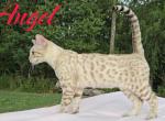 Angel TICA Registered REDUCED - Bengal Kitten For Sale - Needmore, PA, US