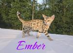 Ember TICA Registered  Reduced - Bengal Kitten For Sale - Needmore, PA, US