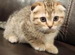 Daisy - Scottish Fold Kitten For Sale - Lionshead Lake, NJ, US