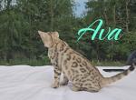 AVA Tica Registered  REDUCED - Bengal Kitten For Sale - Needmore, PA, US