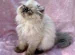 Topnotchofme Millie - Persian Kitten For Sale - Bangor, ME, US