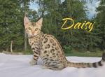 Daisy TICA Registered REDUCED - Bengal Kitten For Sale - Needmore, PA, US