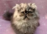 Topnotchofme Molly - Persian Kitten For Sale - Bangor, ME, US