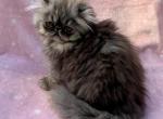 Topnotchofme Maybelline - Persian Kitten For Sale - Bangor, ME, US