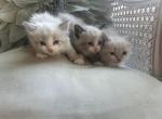 Minnie Pearls Litter - Munchkin Kitten For Sale - Salem, OR, US