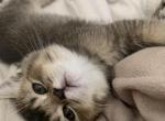 Caramel - British Shorthair Kitten For Sale - Austin, TX, US