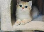 dilo - British Shorthair Cat For Sale - Los Angeles, CA, US