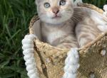 Pretty - Bengal Kitten For Sale - Palm Coast, FL, US