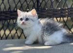 Blue tabby bicolor Scottish Straight girl - Scottish Straight Kitten For Sale - Spokane, WA, US