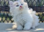 Cream bicolor Highland Straight boy - Scottish Straight Kitten For Sale - Spokane, WA, US