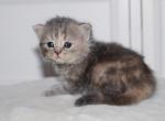 Blue torbie Scottish Straight girl - Scottish Straight Kitten For Sale - Spokane, WA, US