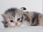 Blue calico Highland Straight girl - Scottish Straight Kitten For Sale - Spokane, WA, US