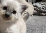 Simba - Ragdoll Kitten For Sale - 