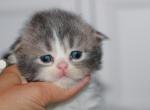 Blue bicolor Highland Fold boy - Scottish Fold Kitten For Sale - Spokane, WA, US