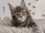 Xena Polydactyly Maine Coon female - Maine Coon Kitten For Sale - Seattle, WA, US