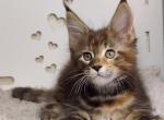 Walkiriа Poly Maine Coon female - Maine Coon Kitten For Sale - Seattle, WA, US