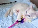 Arctic - Ragdoll Kitten For Sale - Phoenix, AZ, US