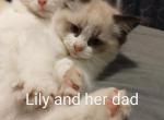 Lily female - Ragdoll Kitten For Sale - Racine, OH, US