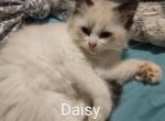 Daisy female - Ragdoll Kitten For Sale - Racine, OH, US