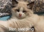 Ren male - Ragdoll Kitten For Sale - Racine, OH, US