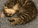 5 fur babies - Domestic Kitten For Sale - PA, US