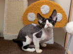 Strawberry - Devon Rex Kitten For Sale - San Jose, CA, US