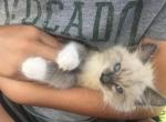 Sassy Cat Siamese Snowshoe Kittens - Siamese Kitten For Sale - 