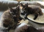 Tiny 4 - Maine Coon Kitten For Sale - Rock Island, IL, US