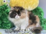 Mia - Persian Kitten For Sale - Yucca Valley, CA, US