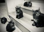 Summer - Maine Coon Kitten For Sale - East Taunton, MA, US
