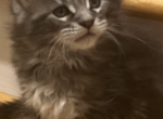 Jake - Maine Coon Kitten For Sale - East Taunton, MA, US