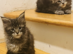 Twins - Maine Coon Kitten For Sale - East Taunton, MA, US